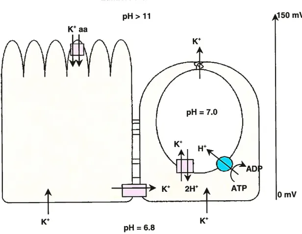 Fig. 3: Propriétés biophysiques des principales cellules épithéliales de l’intestin moyen du sphinx du tabac