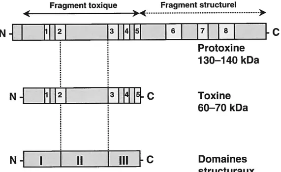 Fig. 5 : Représentation schématique de la structure primaire des toxines Cry. La protoxine comporte huit blocs d’acides aminés hautement conservés qui sont représentés ici par des rectangles gris pâles