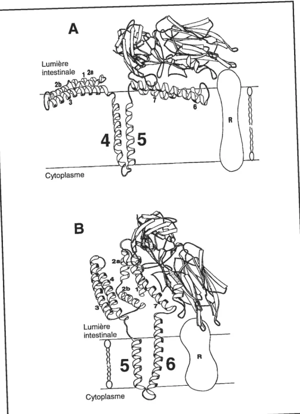 Figure 9: Modèles hypothétiques d’insertion des toxines Cry dans la membrane intestinale