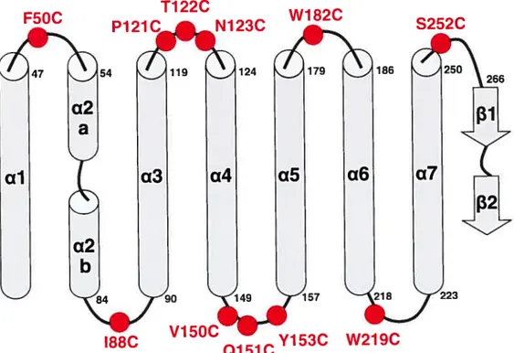 Figure 10 : Représentation schématique du domaine I illustrant la position approximative des résidus mutés dans la toxine insecticide Cryl Aa.