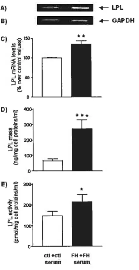Fig. 1. LPL mRNA levels, immunoreactive mass and activity in macrophages of control subjects (ctl) and patients with FH (fH)