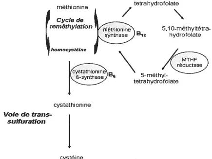 Figure 3. Métabolisme de l’hcys.