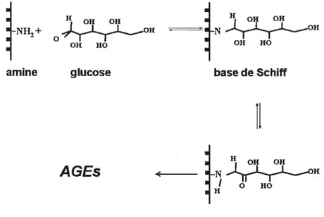 figure 4. Formation des AGEs.