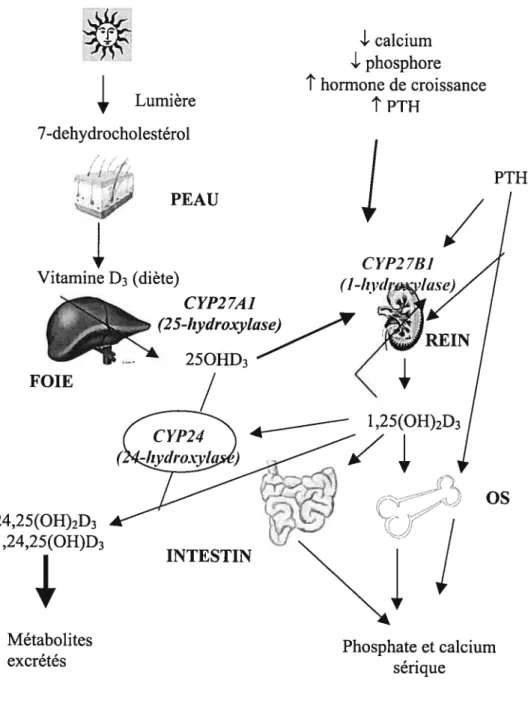 Figure 2. Fonctions métaboliques et homéostatiques du système endocrinien de la