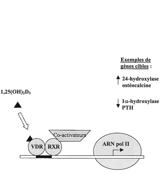 Figure 3. Modèle schématique de l’action de la 1 ,25(OH)2D3 contrôlée par son récepteur nucléaire, le VDR (récepteur à la vitamine D)