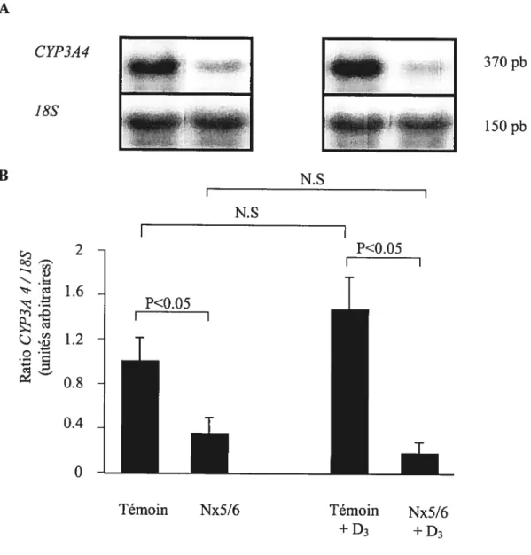 figure 8. Effet de l’IRC sur l’expression génique du CYP3A4 hépatique chez des animaux Ca-D- et Ca-D- supplémentés en dose aigu de vitamine D3 (25Ojig.kg1) 5