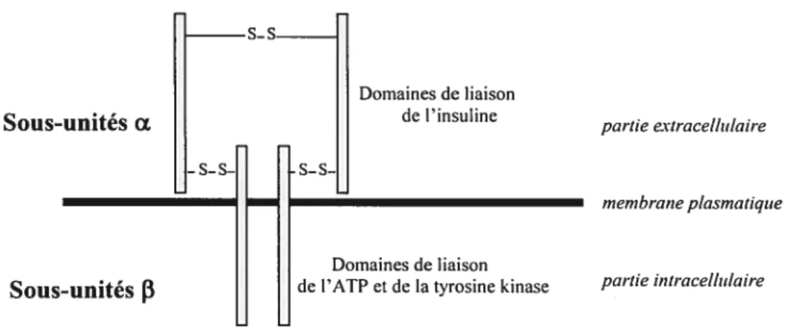 Fig. 3: Le récepteur à l’insuline est un récepteur à tyrosine kinase constitué de 2 sous- sous-unités Œ et de 2 sous-unités fi