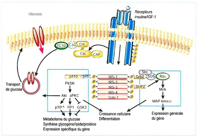 Fig. 4: Les deux principales voies de signalisation d’insuline sont 1) la voie impliquant Shc/Grb2/Ras/Map kinase et 2) la voie de PI(3)K