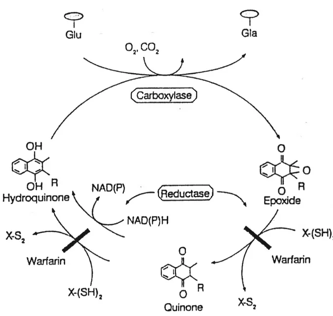 Figure B: Cycle de la vitamine K NADfP)H X- (SH)2Gu°2Gla(ÔarboxyIas)0HRHydroquinoneoNAD(P),&gt;uctase—REpoxide x-s2 Warfann X-fSH)2 WarfarinR o Quinone x-s2