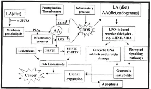 figure 1. Modèle hypothétique de la relation entre le métabolisme de l’acide arachidonique