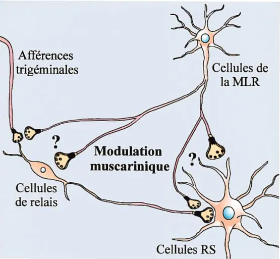 Figure 10: Représentation schématique de la modulation muscarinique par la MLR de l’input trigéminal sur les cellules RS