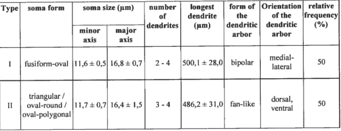 Table I: Morphological characteristics of intemeurons in the trigeminal motor nucleus.