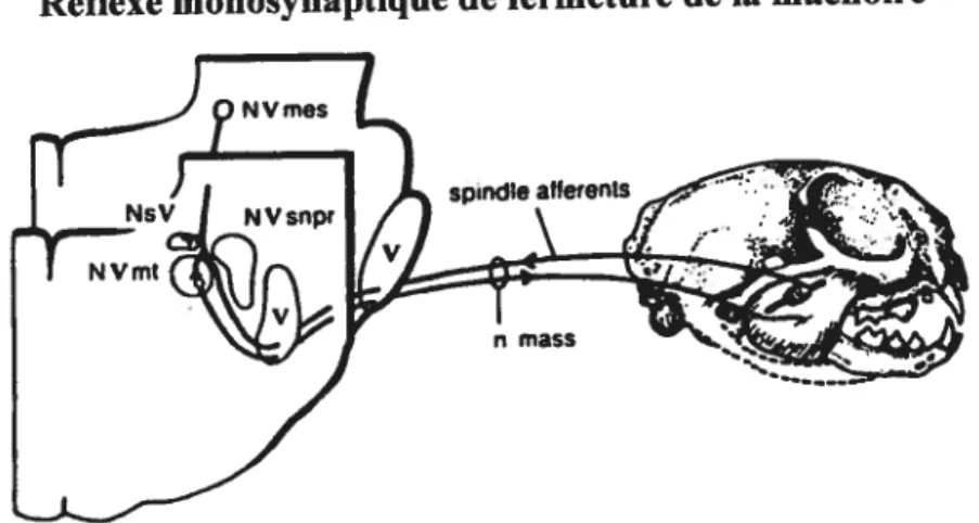 Diagramme illustrant le réflexe myotatique de fermeture de la mâchoire. À gauche, deux sections transversales du tronc cérébral prises au niveau du noyau muencephalique (NV mes) et le noyaux moteur trigéminat (NV mt)