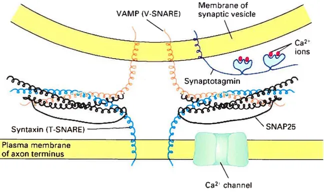 Figure 3 — Complexe SNARE de fusion vésiculaire