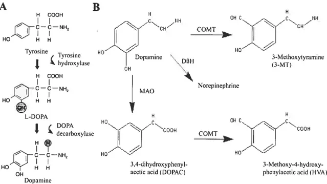 Figure 1 — Voies métaboliques de la dopamine A B H H COOH H OH C ..-. .ç. J1H - :-z7 COMT_ lyrosine HO HO