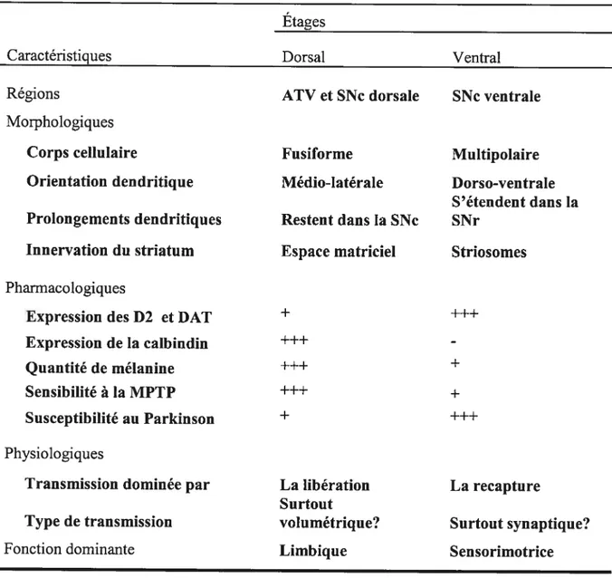 Tableau 1 — Caractéristiques des neurones dopaminergiques des étages dorsal et ventral