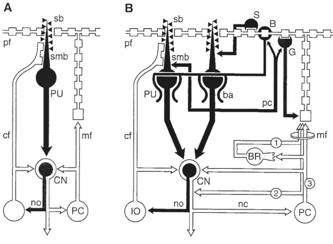 Figure 2: Exemple schématique d’un microcomplexe « V-type)) dans sa forme de base (A) et dans sa forme complexe (B), d’après Voogd et Glickstein (1998)