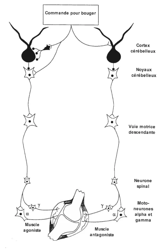 Figure 5 Modèle du contrôle cérébelleux sur les unités élémentaires synergistiques (d’après Smith 1996)