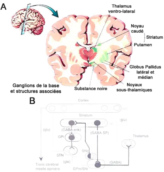 figure 2 Ganglions de la base