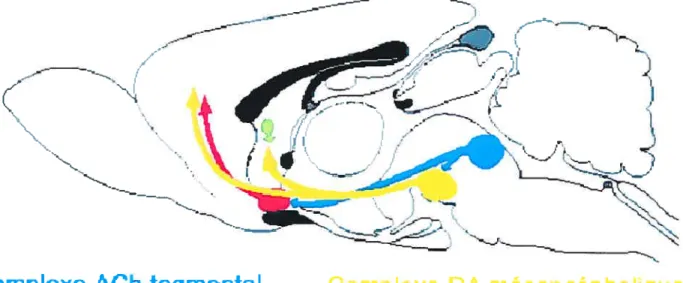 Figure 4: Schéma des interactions cholinergico-DAergiques