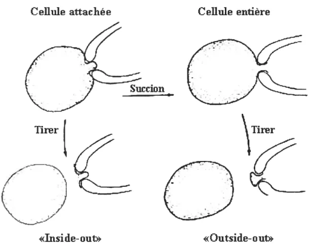 Figure 6 $ Configurations pour les enregistrements de patch-clamp