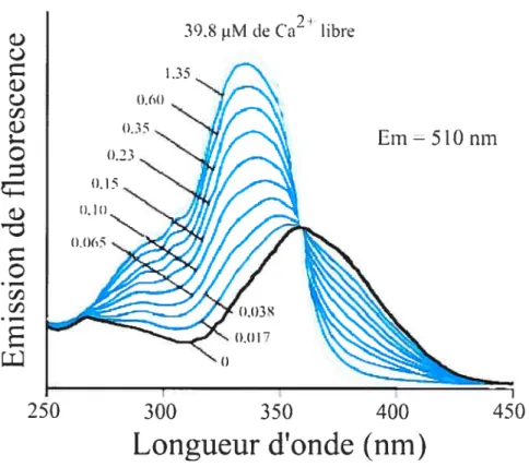 Figure 11 : Spectre d’excitation du f ura-2 en fonction de la [Ca2]