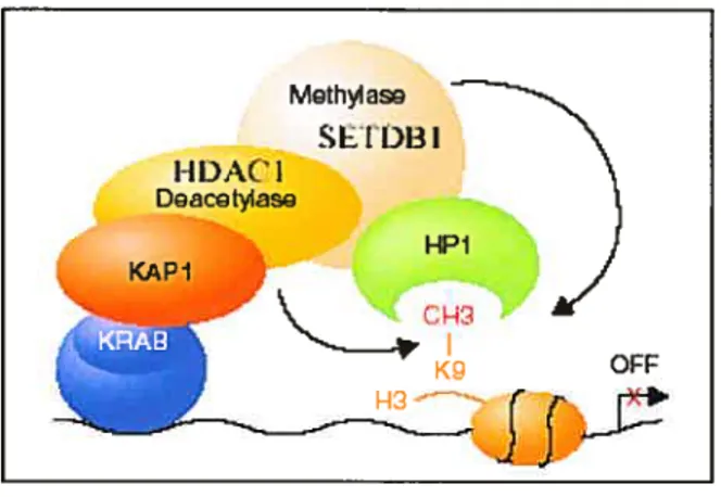 Figure 1: Modèle pour la répression par les protéines à motifs KRAB et multidoigt de zinc et par KAP-1.