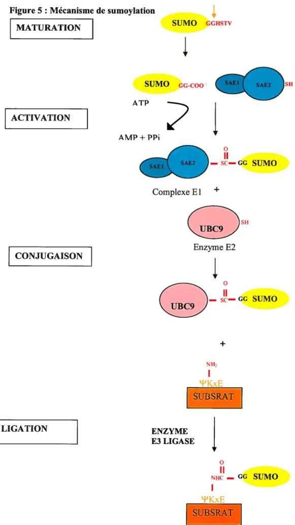 Figure 5 : Mécanisme de sumoylation MATURATION ‘1rSUMO GGHSTV 1 ACTIVATION