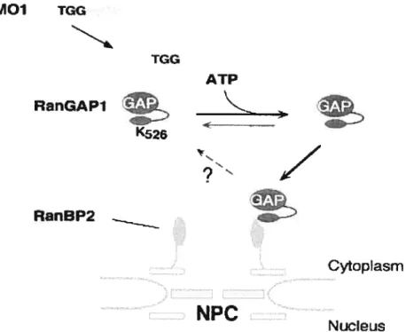 Figure 6: Ciblage de RanGAP1 sumoylé au nucléopore par interaction avec la protéine RanBP2