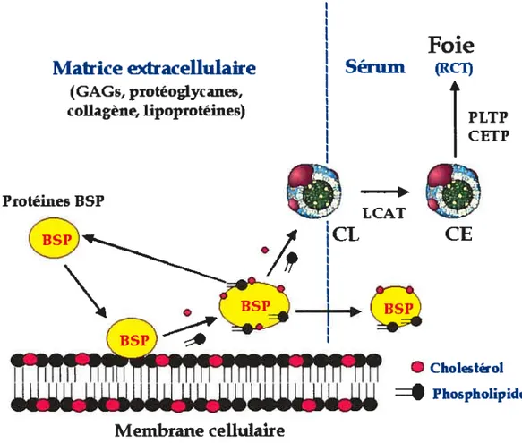 Figure 7. Modèle postulé du rôle des protéines BSP dans le RCT. CL, cholestérol libre; CE, cholestérol estérifié.