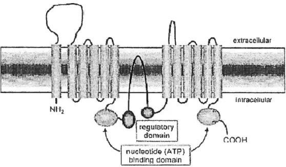 Figure 4. Structure prédite du transporteur ABCA1. Tirée de [38].