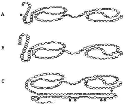Figure 5. Structure des protéines BSP. A) BSP-A1/-A2 [85], B) BSP-A3 [90], C) BSP-3OkDa [93]