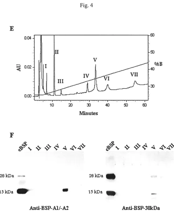 Fig. 4 E o•c% II V OECQ I t o œ 10 20 40 50 Minuti3s F 44\44 26kDa 28kDa i5kDa l5kDa