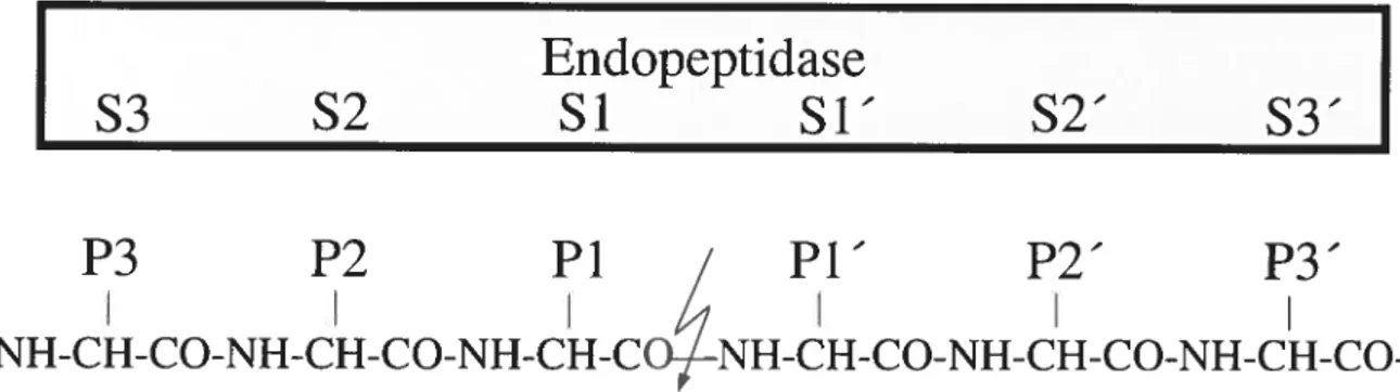 Figure 1.5 - Nomenclature du site actif des peptidases. Nomenclature des acides