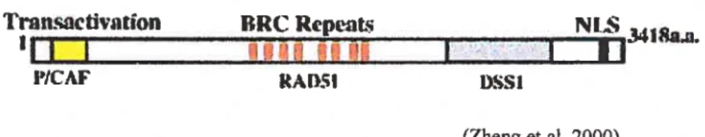 Figure 1: Domaines fonctionnels de la protéine BRCA2. BRCA2 est composée de 3418 aa. La partie N-terminale contient un domaine de transactivation et interagit avec la protéine P/CAF