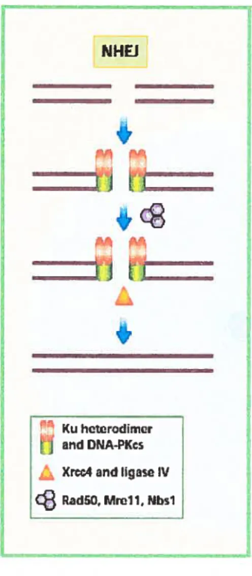 Figure 3: Modèle de réparation d’une CDB par la religation non-homologue (NHEJ). Le NHEJ requiert Ku, un hétérodimère qui se lie aux extrémités de la cassure et qui recrute la DNA-PKcs