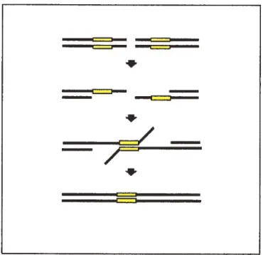 Figure 4: Modèle de réparation d’une CDB par le sïngle-strand annealing (SSA). Le SSA requiert deux séquences répétées dans la même orientation (répétition directe)