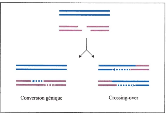 Figure 5: Conversion génique et crossing-over. Lots de la conversion génique, la molécule receveuse (en mauve) reçoit de l’information génétique d’une molécule donneuse (en bleu) qui demeure inchangée
