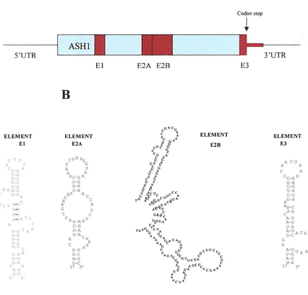Figure 6: L’ARNm ASHJ.