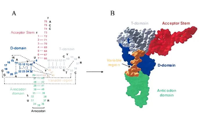 figure 1. Cloverleaf and the L-shape oftRNA. A. Cloverleaf secondary structure of a canonical tRNA