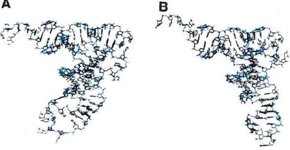 fig. 3. Structure of yeast tRNA’ in its free form (B) and complexed with the aminoacyl-tRNA synthetase (A, protein flot shown)