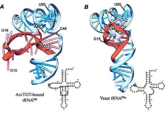 Figure 4. Comparison of ?-form (A) and L-form (B) of tRNA. Sugar-phosphate backbone is represented as a ribbon, bases are shown as short sticks, Watson-Crick base pairs — as long sticks