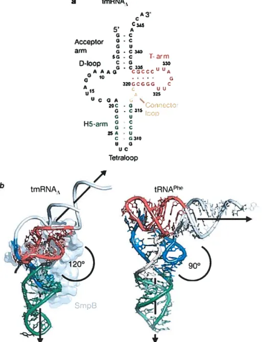 Fig. 5. Structure ofthe tRNA-like domain oftmRNA (from Gutmann et ai, 2003). a Cloverleaf-like secondary structure ofthe tRNA-like domain ofthe tmRNA.