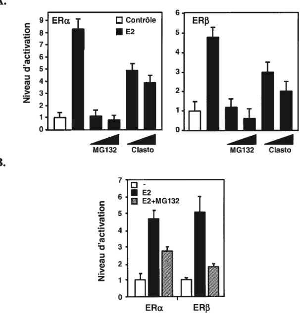 Figure 2. Effet du protéasome sur l’activation ligand-dépendante de ERŒ et ER3.