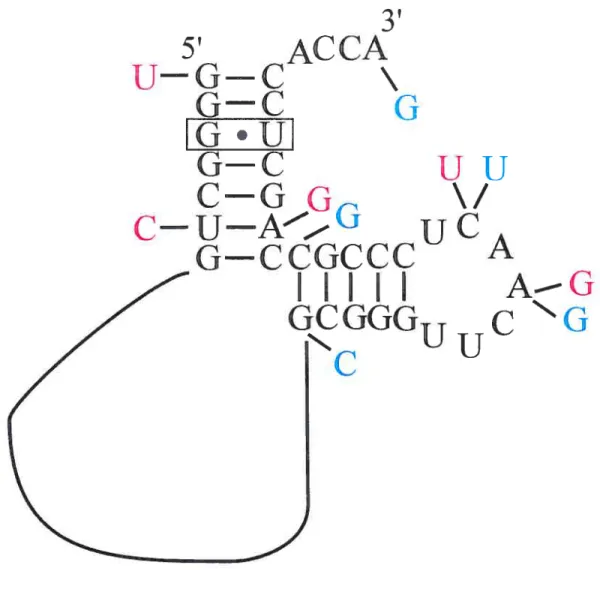 Figure Li: Modélisation du domaine équivalent à un demi-ARNt de 1’ARNtm. Le domaine ARNt de l’ARNtm de E