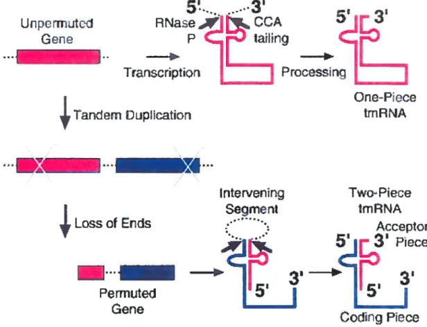 Figure 1.4: Modèle simplifié de permutation circularisée d’un gène conduisant à l’apparition des ARNtm deux-morceaux.