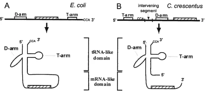 Figure 1.5: Comparaison génétique et structurale entre un ARNtm standard
