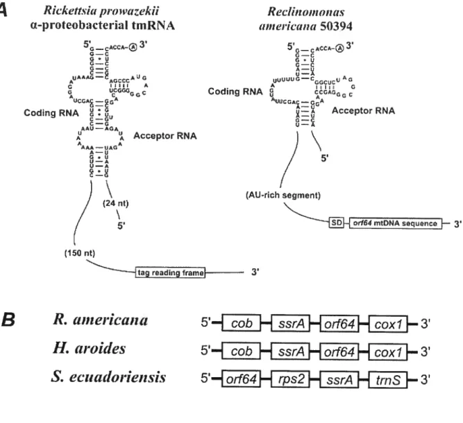 Figure 11.2: Verification of the potential genetic link between ssrA and orf64.