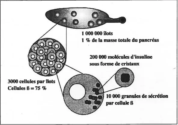 Figure 4 : Du pancréas à l’insuline. Représentation schématique du pancréas, d’un flot de Langerhans et d’une cellule 13 contenant des granules pour la sécrétion d’insuline