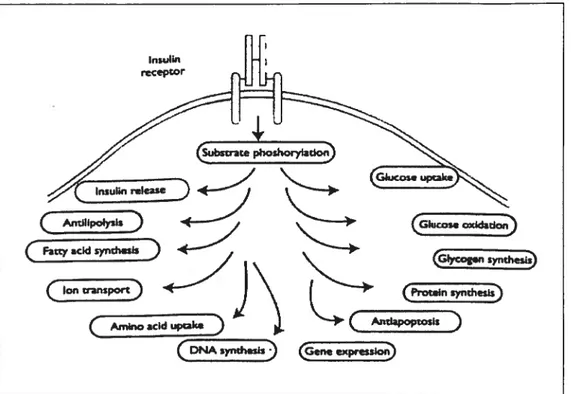 Figure 5 : L’action de l’insuline sur la cellule B et les tissus périphériques. Les principaux effets de l’insuline sont illustrés